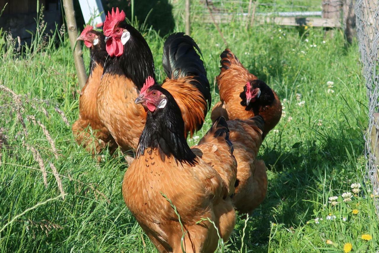 Ferienwohnung Rot Hohenfelde  Zewnętrze zdjęcie